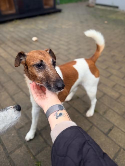 Oznámení nálezu dvou pejsků rasy (Jack Russell terier) 1